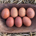 12  Purebred Welsummer Hatching Eggs   Npip Certified Flock   Speckled Eggs