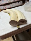 Set Of 2 Blank Reproduction Walrus Tusks Ready For Scrimshaw Aged 5 Years
