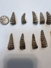 Lot Of 20 - Nice Rattlesnake Rattles - Up To 1 3 4    Long  Texas  Jewelry  Crafts