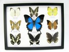 9 Beautiful Butterflies In Xl Showcase  Framed  Real Taxidermy - A-09-ulysses-03