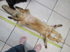 Tanned Red Fox With Feet Claws Winter Hide  Thick Animal Fur Good Leather