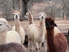 Alpaca llama Fiber For Bird Nesting  Gallon Bag Filled
