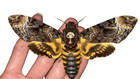 6 Pcs Death Head Hawk Moth   Wings Opened   Real Specimens   Us Stock