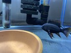  6  Double Dark Black Rams        1     In Length         locally Bred      about 2 Months Old  