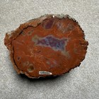 Polished Arizona Petrified Wood Large Round End Cut 7 5 Lbs Rainbow Agate Log