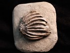 Blooming Eretmocrinus Granuliferus Fossil Crinoid  Crawfordsville  In