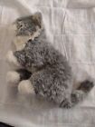 Vintage Grey And White Tabby Kitten Avanti Baby Animals Applause 1985