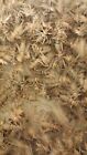 Live Crickets - 1000 Count - All Sizes  28 99 Bulk Insects - Reptile Food