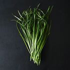 350  Heirloom Herb Seed Variety 7 Pack Non-gmo Usa Fresh Open Pollinated Seeds 