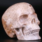 3 0  Coral Fossil Jasper Carved Crystal Skull  Realistic  Crystal Healing