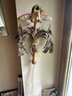 Vtg Hand Carved Native American Owl Fetish Dancing Stick Feathers   Muskrat Fur