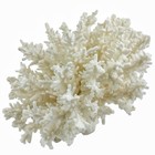 Natural White Coral Specimen Branch Finger Lace Sea Ocean Reef Beach Decor  6x8   