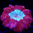 Large Red Acanthophyllia Meat Coral Wysiwyg - Indigo Corals - Ic 3845