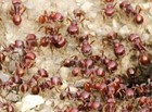 50  Pogonomyrmex Barbatus Red Harvester Worker Ants Perfect For Ant Farm