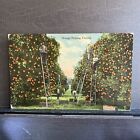 Orange Picking In Florida Fl New Smyrna C T Photochrom Vintage Antique Postcard