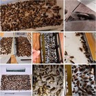 20 Pack Roach Traps  Cockroach Traps Indoor Home  Glue Roach Traps  Child   Pets