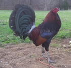10  Pure Johnny Mitchell Leiper    Pure Harold Brown Grey Gamefowl Hatching Eggs