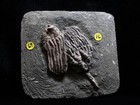Expertly Prepared Fossil Crinoids  Crawfordsville  In