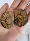 Polished Split Ammonite Fossil Pair  Matched Halves  Morocco  4 3cm