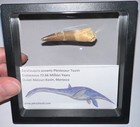 Framed Dinosaur Era Plesiosaur Fossil Tooth Lot 1 75 To 2 Inches  One Per Order