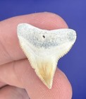 Rare White Orange Fossil Bull Shark Tooth 0 90    Real Shark Teeth