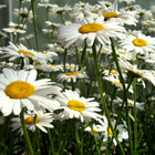 Shasta Daisy Seeds   Heirloom   Non-gmo   Free Shipping   Flower Seeds   1178