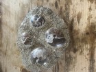 Polished Goniatite Fossils And An Orthoceras Fossil Free Standing 5 Lb  4 Oz