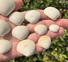 France Fossil Bivalves Nucula Mixta Lot Of 12 Eocene Age French Shells