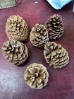Christmas Decor 6 Large Reals Pine Cones For Crafts