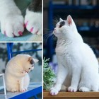 100pcs  10colors  Cat Nail Caps Cat Claw Caps Cat Nail Covers With Adhesive Glue