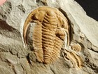 Wow  Very Rare Hamatolenus Trilobite Fossil 100  Natural Morocco 1444gr