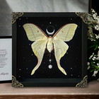 Taxidermy Insect Display Shadow Box Real Luna Moth Artwork Framed Office Decor