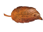 Decorative Copper Leaf-shaped Tray   Bowl  Or Wall Decor Approximately 23  X 11 
