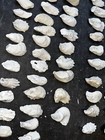 Lot 86 Sc Round -ish Smaller Oyster Shells Craft Art Wedding Ornaments 1 5-2 5 