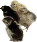 36-rare Mix-celadon Falb Fee Pansy Pearl Fee Coturnix Quail Hatching Eggs
