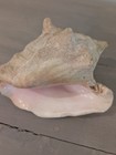 Large Natural Conch Sea Shell Specimen  Pink white Interior  Beach Decor