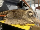 Raccoon Climbing Mount Taxidermy Vintage Great Shape