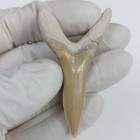 Real Scapanorhynchus Shark Teeth Goblin Shark Tooth Ben Guerir Fossilpaleo