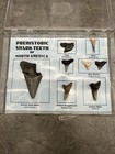 Megalodon Era Shark Teeth Collection Framed Labeled Fossil Shark Tooth Lot 