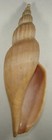 Voluta Kaneko 182 24mm Beautiful Xrare Specimen Off East China Sea 2008 