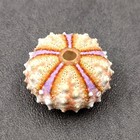 Deep Water Philippine Sea Urchin Seashell  1 Urchin Approx  0 5  Inch  Colorful