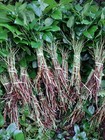  Salal Tips