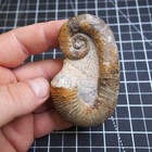 88mm Heteromorph Ancyloceras Cretaceous Fossil Ammonite