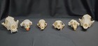 Real Skulls Damaged Lot Coyote Beaver Fox Bobcat  taxidermy Art 