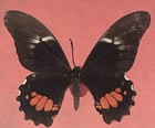 Swallowtail Art  Framed Taxidermy Butterfly Real Insect Gift Shadowbox Lot