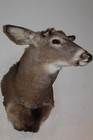 Whitetail Deer Head Shoulder Mount Taxidermy Mount Antler Hunt Rack Mule