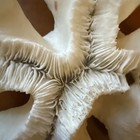 Natural White Brain Coral 1 Lb 1oz