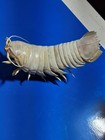 Bathynomus Doederleini Taxidermy Deep Sea Floating Isopod   Cleaned   Unfilled