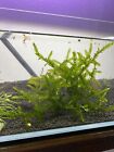 6    Giant Willow Moss - Rare Freshwater Aquatic Live