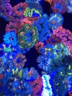 Ultra Rock Flower Anemones-  Assorted All Fire 